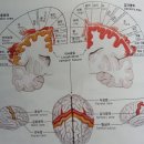 뇌의 구조와 기능 이미지