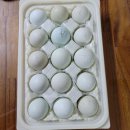 천일농장 이미지