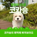 이담펫 네이버블로그