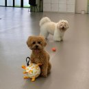 휴멍애견유치원 | 강북구애견호텔 휴멍애견유치원 내돈내산 솔직후기