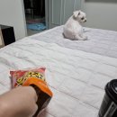 빵먹는 강아지 이미지