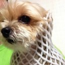 보노도그 이미지