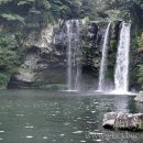 제주 천지연 담팔수 자생지 이미지