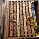 응애농원 이미지