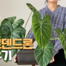 초록실내