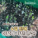 발아 | 다이소 상추 키우기 4일차 🌱 발아 성공 후기