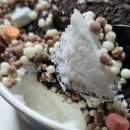 배스킨라빈스31속초조양점 | 🍨 속초 설빙 배달 후기 : 초코바닐라 구슬설빙 &amp; 인절미토스트 솔직 리뷰