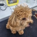 디어마이독 이미지