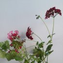 해피맥스 이미지