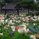 서울근교 갈만한곳 양수리 세미원 연꽃축제 이미지