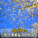 낙동강관리본부 대저생태공원 3 | 부산 대저생태공원 야간 라이트쇼 강서 낙동강 30리 벚꽃길 야간 명소 실시간 후기