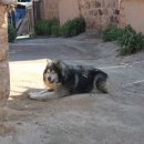 성실한유부 이미지