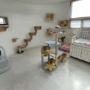 라온캐터리 이미지