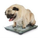 우리강아지 이미지