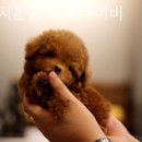 강아지분양 퍼피베이비 이미지
