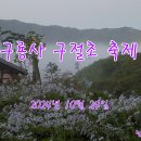 공주 구룡사 구절초2 이미지