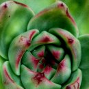 엘도라도 이미지