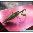 희망곤충농장 이미지