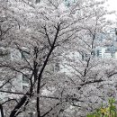 서부6길 52 | [봄] 무학봉공원의 2019년 봄을 기억하며...