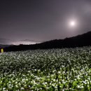 메밀꽃필무렵(전) 이미지