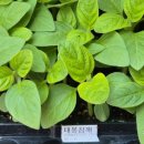 동원종묘농약사 이미지