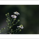마노 - 고양시 일산동구 숲속마을로 22 | 마노
