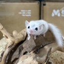 햄스터 분양 햄스터월드 이미지