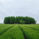 종금주유소 이미지