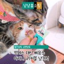 고양이생선 | 아카나 리커블 고양이간식 후기 정제수 없이 생선뼈 육수, 기호성 차이 났다