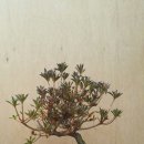 성희농원