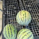 건우농장 이미지