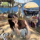 [태국/치앙마이 혼자여행 12일차] Le Petit Zoo 동물원, 카오소이매싸이, 빈티지샵 쇼핑, 님만해민 야시장