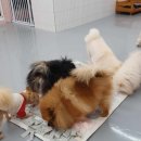 딩굴댕굴 애견호텔 유치원 이미지