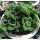 애플민트 이미지