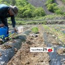가시랭이사과농원 이미지
