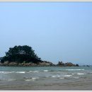 학암포 해당화 이미지