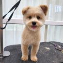 폼#반려견미용실 이미지