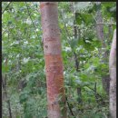 거제수나무(자작나무과)수피 이미지