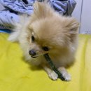 스피드덴탈 이미지