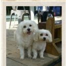 꼬물이공방 이미지