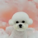 그루머 댄 이미지