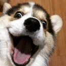 오프닛
