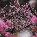 나의살던고향은 이미지