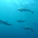 돌고래어린이집 이미지