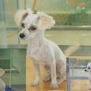 도그플러스 이미지