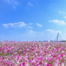 코스모스길14번길 이미지