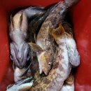 킹콩낚시 이미지