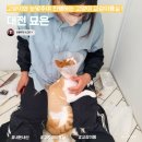 묘은 이미지