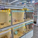 펫엔글라이더본점&로던트클럽 광주 | 햄스터 친칠라 피그미다람쥐 기니피그 광주이색동물분양 펫엔글라이더본점&amp;로던트클럽