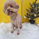 얼렁오시개 이미지